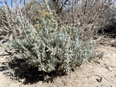 Krascheninnikovia lanata