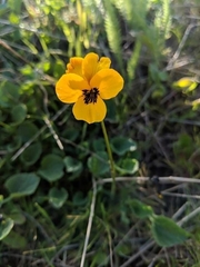 Viola pedunculata