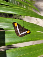 Adelpha