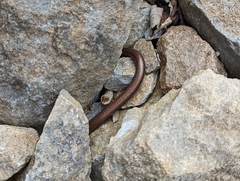 Anguis fragilis
