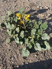 Proboscidea althaeifolia