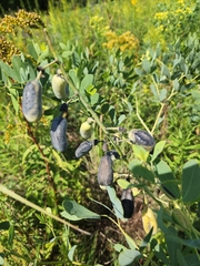 Baptisia