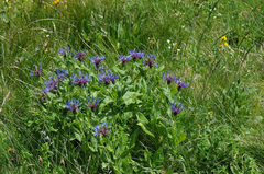 Centaurea montana