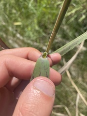 Phragmites australis americanus
