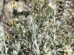 Krascheninnikovia lanata