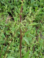 Chenopodium