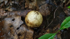 Amphibolips