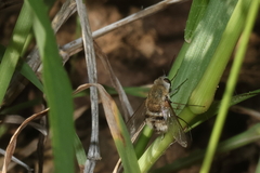 Heterostylum robustum