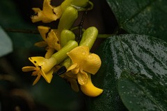 Dumasia villosa subsp. villosa image