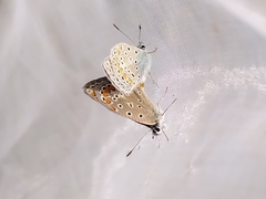 Polyommatus icarus