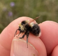 Bombus jonellus