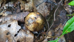 Amphibolips