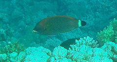 Pseudodax moluccanus