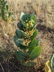 Asclepias latifolia