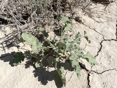 Sphaeralcea ambigua
