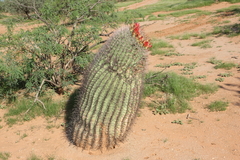 Ferocactus wislizeni