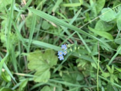 Myosotis