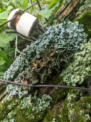 Punctelia bolliana