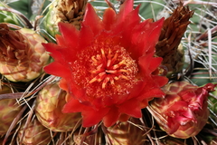 Ferocactus wislizeni