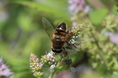 Eristalis tenax