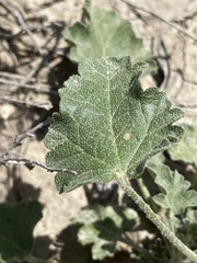 Sphaeralcea ambigua