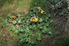 Proboscidea althaeifolia