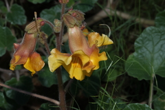 Proboscidea althaeifolia