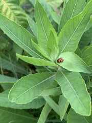 Coleomegilla maculata