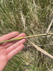 Phragmites australis americanus