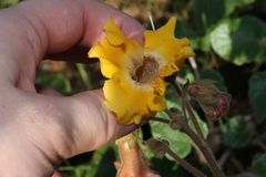 Proboscidea althaeifolia