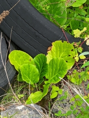 Bergenia crassifolia