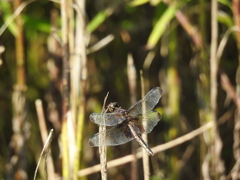 Libellula luctuosa