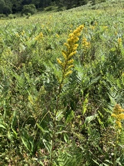 Solidago uliginosa