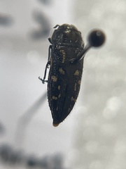 Acmaeodera retifera
