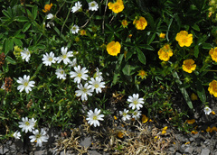 Cerastium arvense