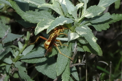 Polistes aurifer