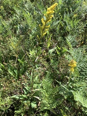 Solidago uliginosa