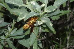 Polistes aurifer