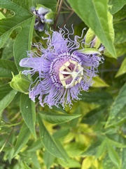 Passiflora incarnata