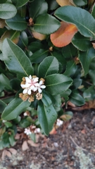 Rhaphiolepis umbellata