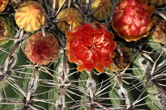 Ferocactus wislizeni
