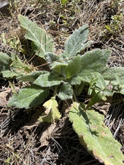 Salvia aethiopis