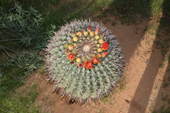 Ferocactus wislizeni