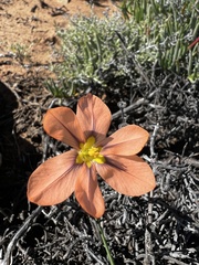 Moraea miniata