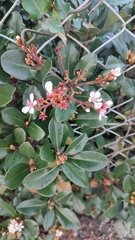 Rhaphiolepis umbellata