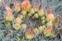 Ferocactus wislizeni