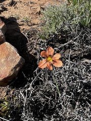Moraea miniata