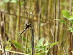 Libellula luctuosa
