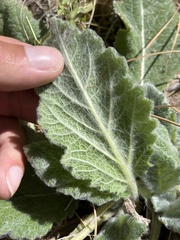 Salvia aethiopis