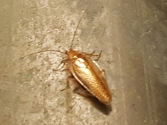 Ectobius vittiventris